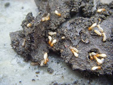 黄岐白蚁灭治所到了冬天白蚁为什么会变少