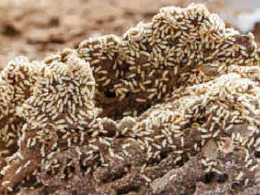 南海灭治白蚁中心居民的家里发现了大量的白蚁