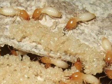 白蚁喜欢潮湿的环境，狮山白蚁公司怎么防治白蚁