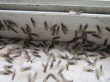 和顺白蚁防治公司发现有白蚁飞进家里怎么办