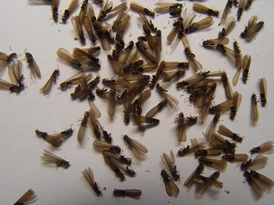 松岗灭治白蚁公司辨别白蚁和蚂蚁（繁衍蚁）小技巧