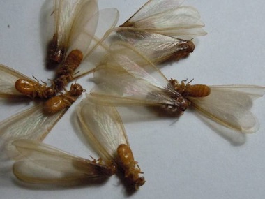 里水白蚁预防所白蚁分飞季如何有效防治白蚁