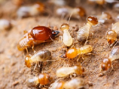 大沥白蚁防治公司消灭白蚁有什么有效方法