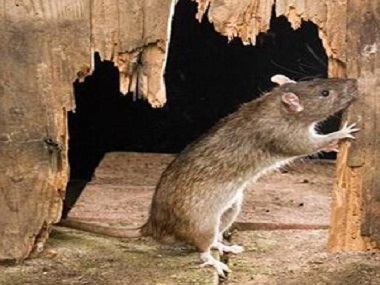 黄岐专业灭鼠公司有效赶走老鼠预防老鼠的方法