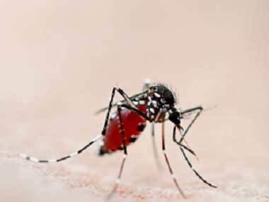 狮山专业杀虫公司灭蚊子的方法有哪些，分享4个办法