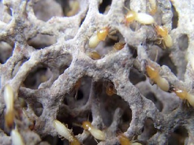 南海土建预防白蚁所灭除白蚁，防治白蚁的方法