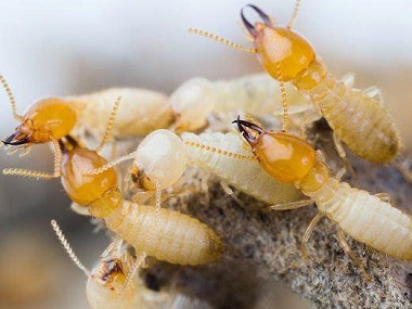 盐步白蚁防治公司怎么样才能有效消灭白蚁