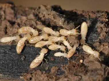 南海白蚁防治中心居家生活中的白蚁灭杀措施