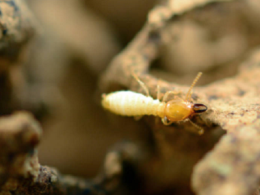 南海验收白蚁机构装修做白蚁预防要注意的事项