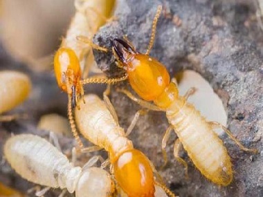 平洲验收白蚁机构日常预防白蚁入侵的方法
