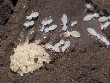 里水治白蚁公司——白蚁的生活习性是什么