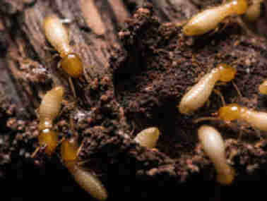 和顺房屋白蚁预防所怎样灭杀白蚁？白蚁是蚂蚁吗？