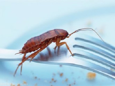 南海四害消杀公司提醒您蟑螂碰过的东西绝对不能吃