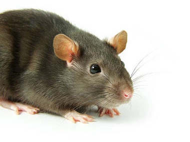 罗村专业灭鼠站——家里有老鼠怎么办？