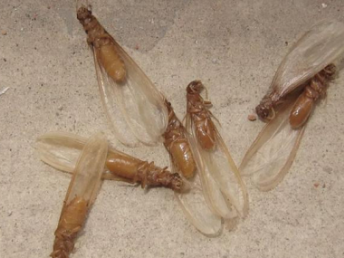 丹灶白蚁预防公司白蚁分飞季，如何有效防治白蚁