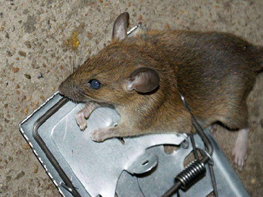 大沥除虫灭鼠机构农家乐快速灭治老鼠的方法