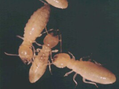 和顺白蚁备案公司有效的白蚁防治方法是什么