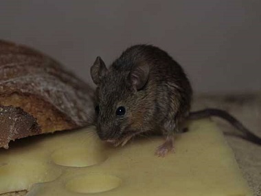 南海鼠害防控机构对于餐饮行消灭老鼠的方法