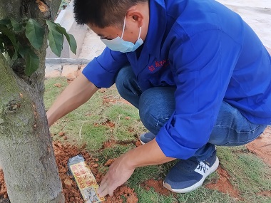 和顺治白蚁机构园林绿化树木遭遇白蚁危害怎么办