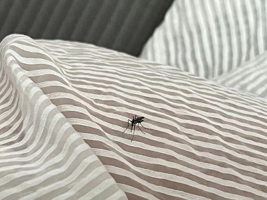 丹灶蚊虫防控所——居家如何防蚊灭蚊