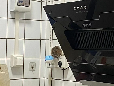 罗村四害消杀公司厨房灭鼠如何放置灭鼠夹