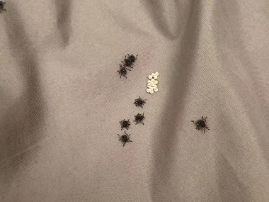 桂城杀虫灭鼠中心5 步教消灭床上的臭虫（臭屁虫）