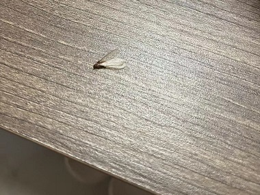 官窑白蚁控制所——什么是飞白蚁？