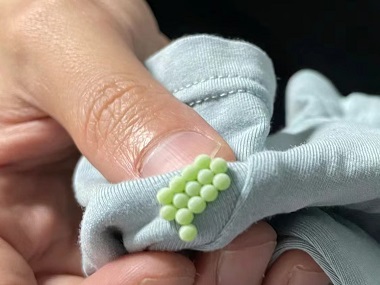 桂城专业灭虫所臭板虫怎么消灭最彻底